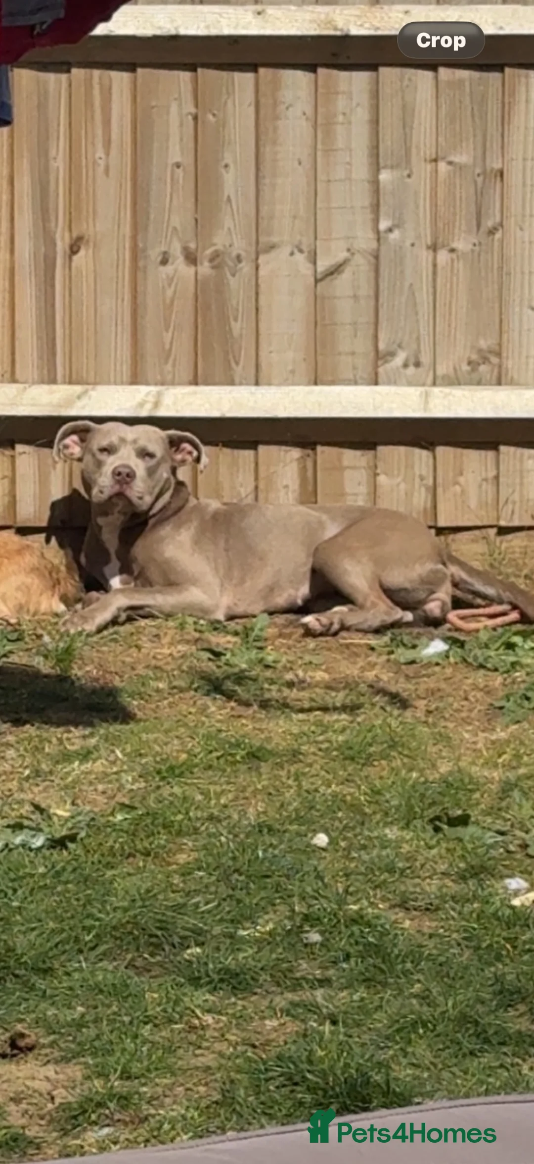 Mixed Breed dogs for sale: American bull dog cross lurcher  - Advert 3