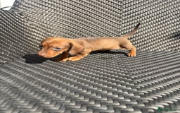Dachshund dogs for sale: Dachshund Puppies  - Image 16