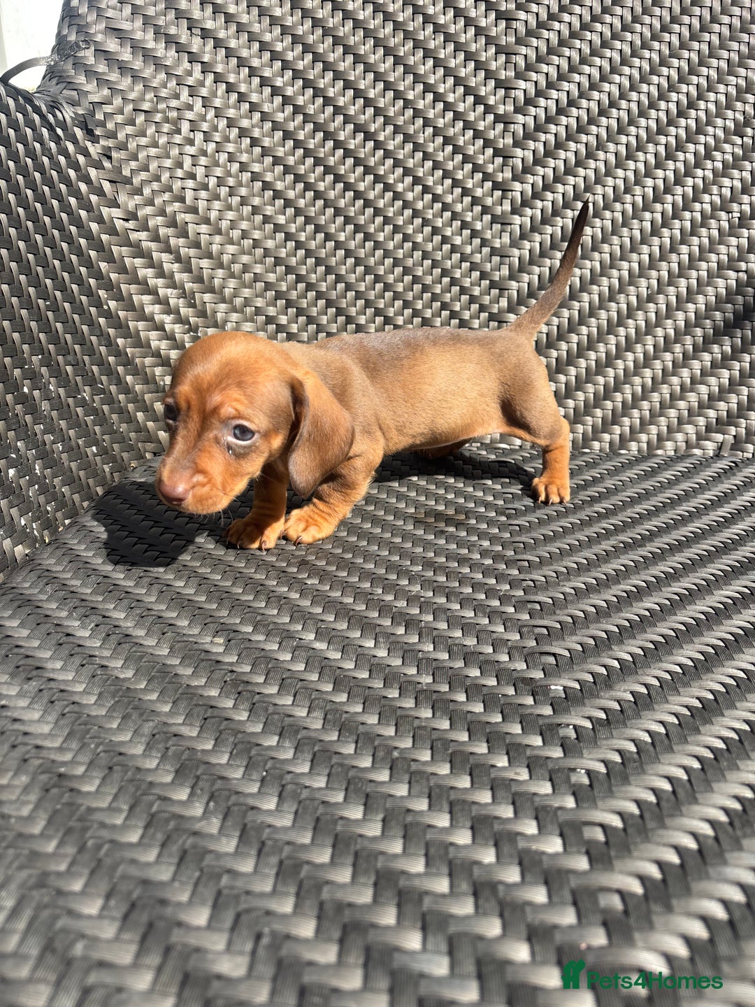 Dachshund dogs for sale: Dachshund Puppies  - Image 16