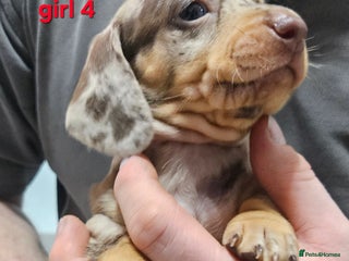 Dachshund dogs Dachshund (sausage dogs) - Advert 1