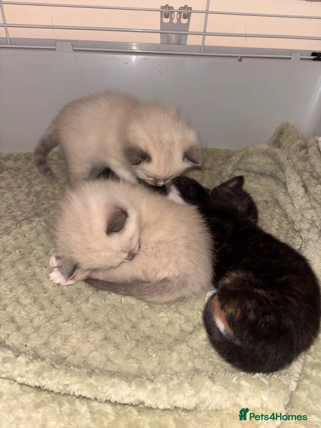 Mixed Breed cats for sale: Beautiful calico and pointed kittens in Woodbridge - Advert 1