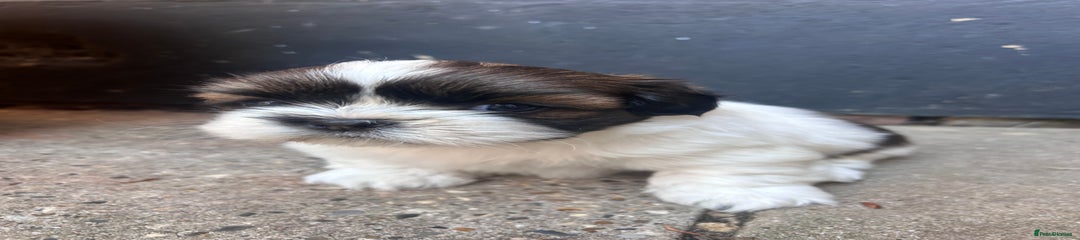 Shih Tzu Puppy 2
