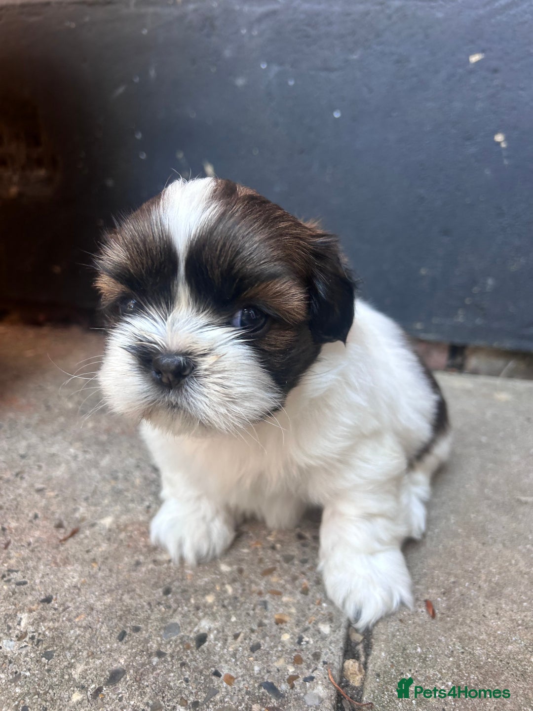 Shih Tzu dogs for sale: ShihTzu  - Image 7