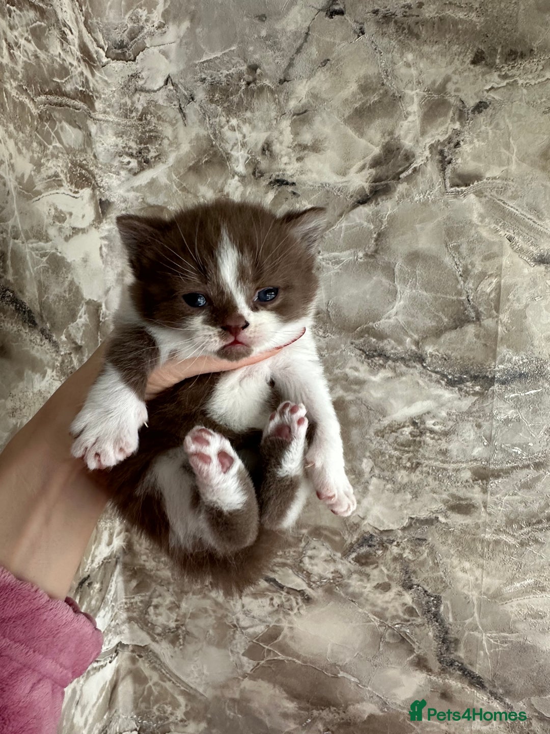 British Shorthair cats for sale: 🍫 🧸Beautiful TICA Registered British Short 🧸🍫 - Image 25