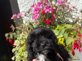 Cockapoo dogs Ready Now F1 Cockapoo boy - Advert 2