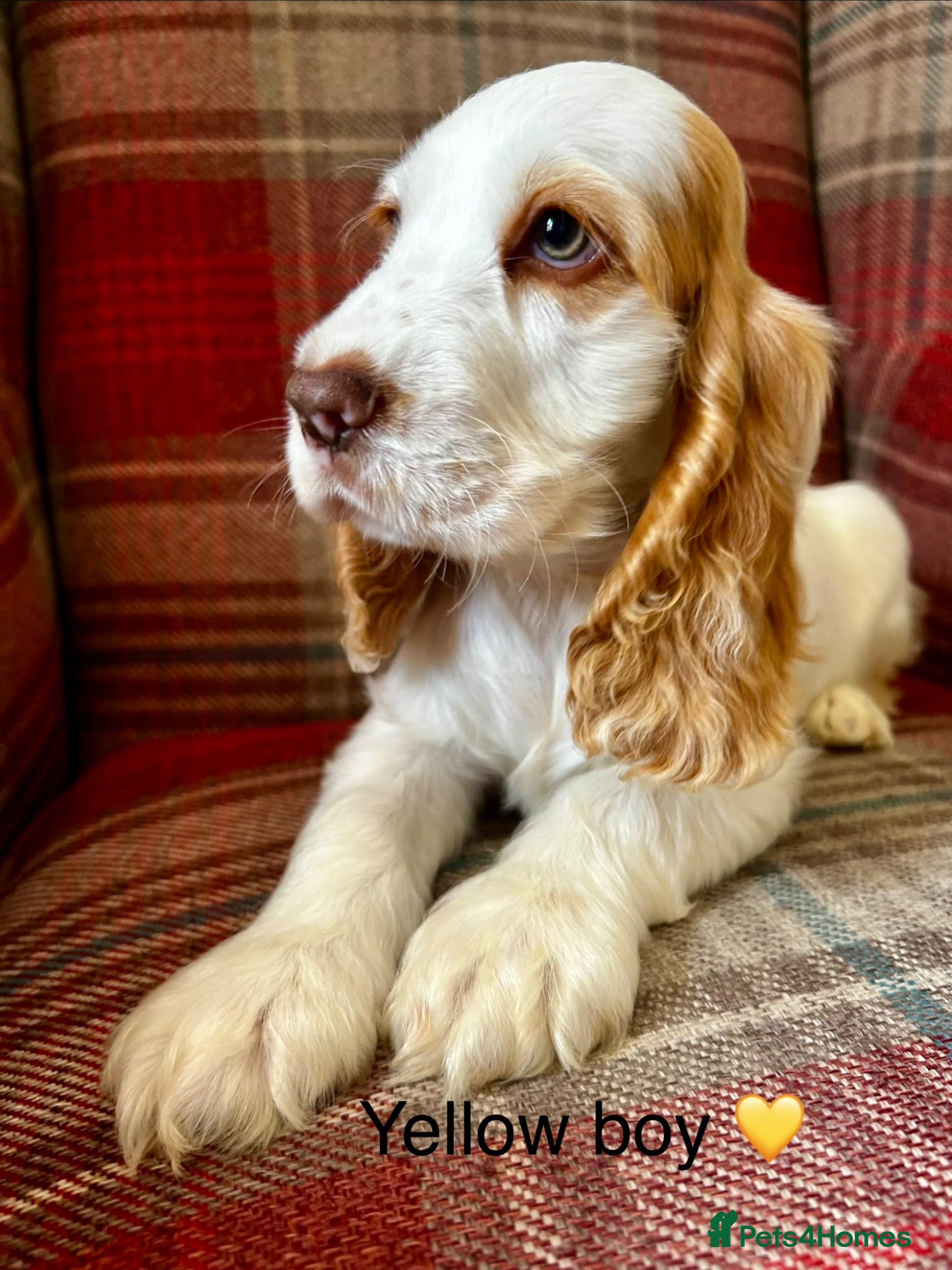 Cocker Spaniel dogs KC registered, show type, cocker spaniels  - Advert 1