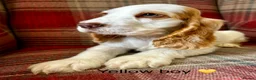 Cocker Spaniel dogs for sale: KC registered, show type, cocker spaniels  - Advert 3