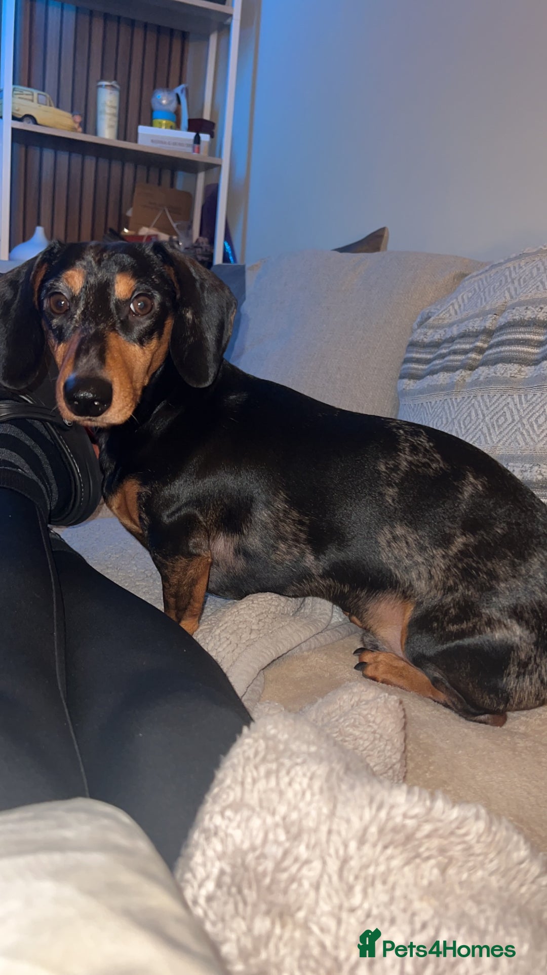 Dachshund dogs for stud: Dapple Dachshund STUD 3 years old - Advert 3