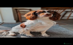 English Springer Spaniel dogs for sale: QUALITY WORKING ESS PUPS - Image 9