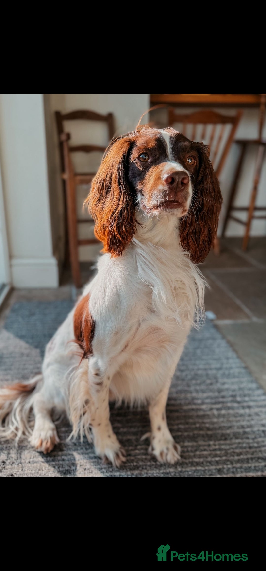 English Springer Spaniel dogs for sale: QUALITY WORKING ESS PUPS - Image 9