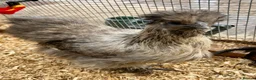 Chickens poultry for sale: Hatching Eggs🐣USA Bearded Silkies,Brahmas,Vorwerk - Advert 26