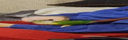 Conures birds for sale: Green Cheek Conure  in Sheffield - Advert 1