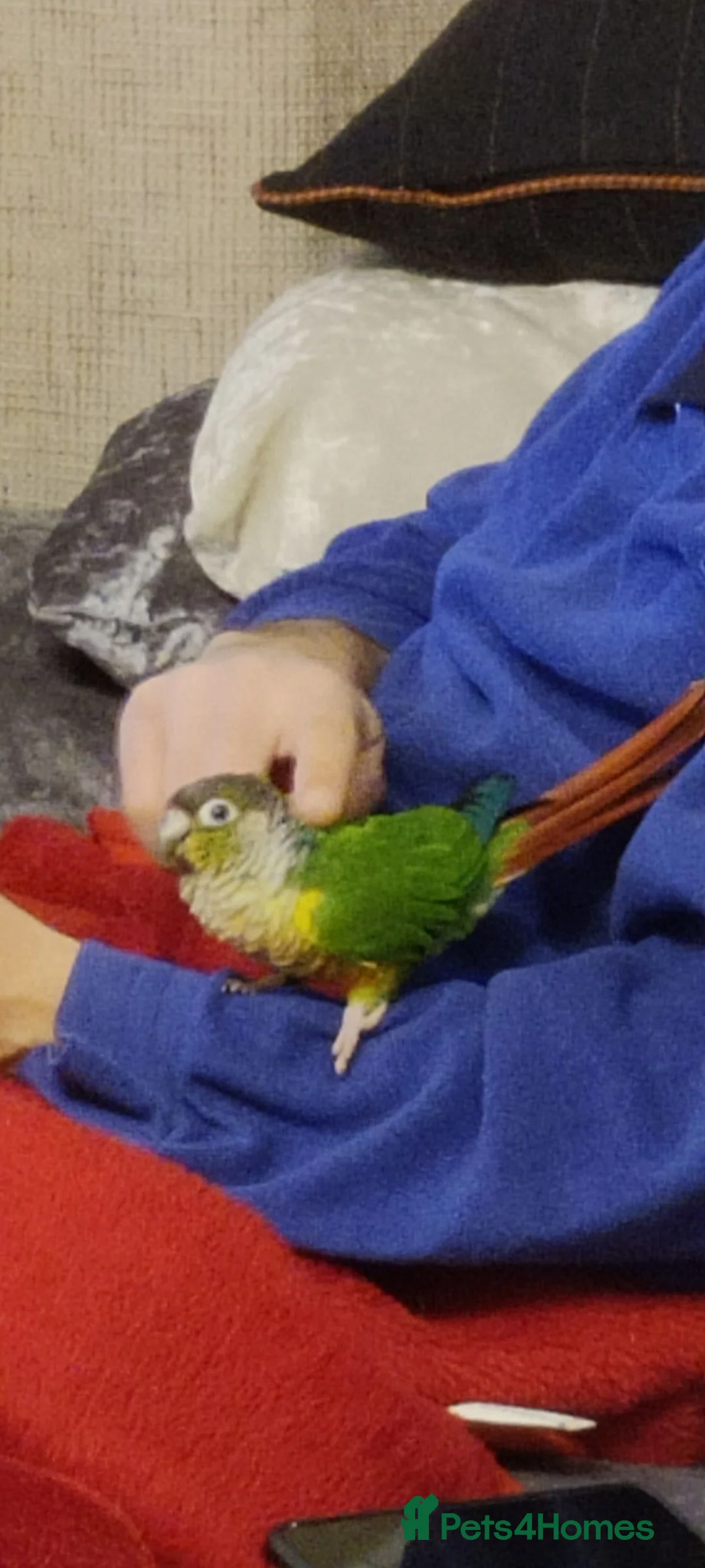Conures birds for sale: Green Cheek Conure  in Sheffield - Advert 1