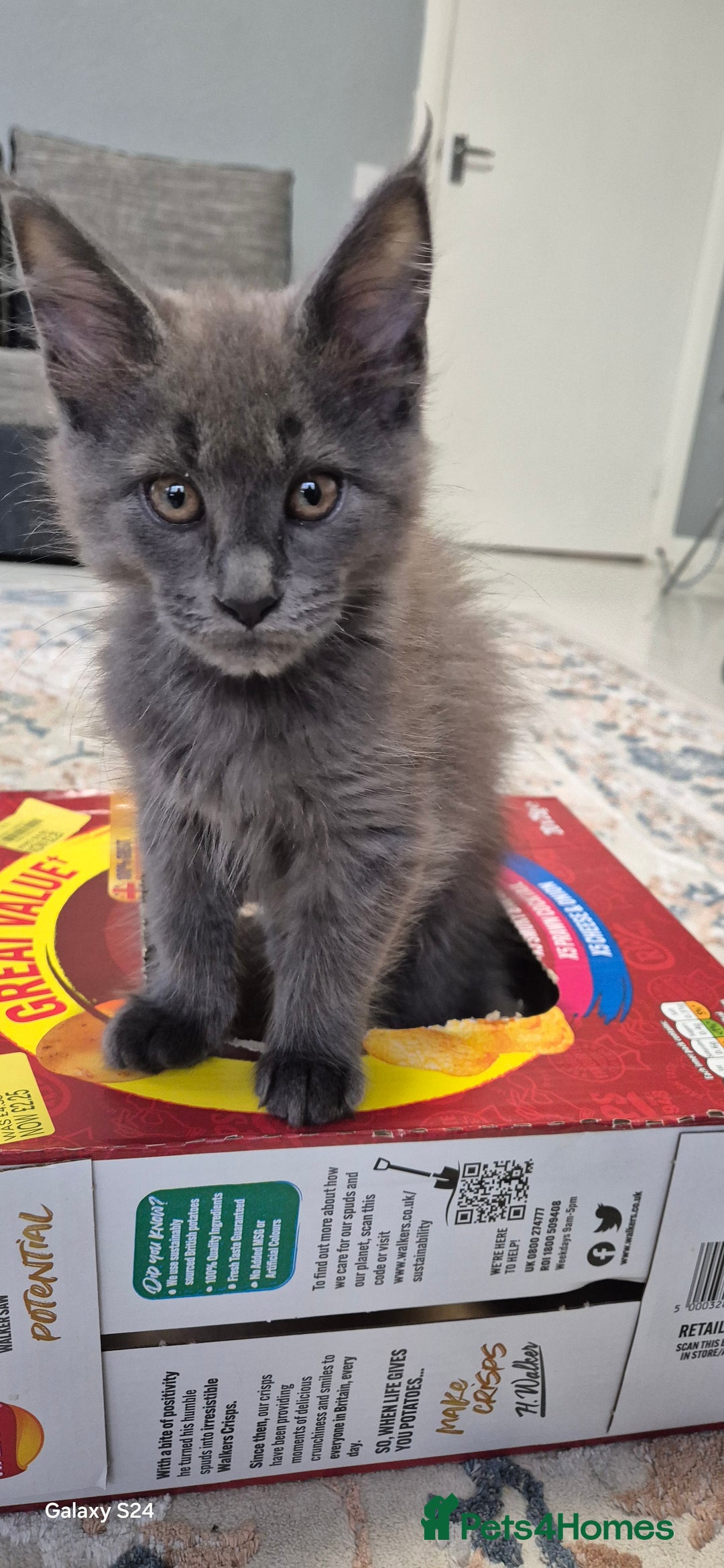 Maine Coon cats for sale: Maine Coon kittens Glasgow  - Image 24