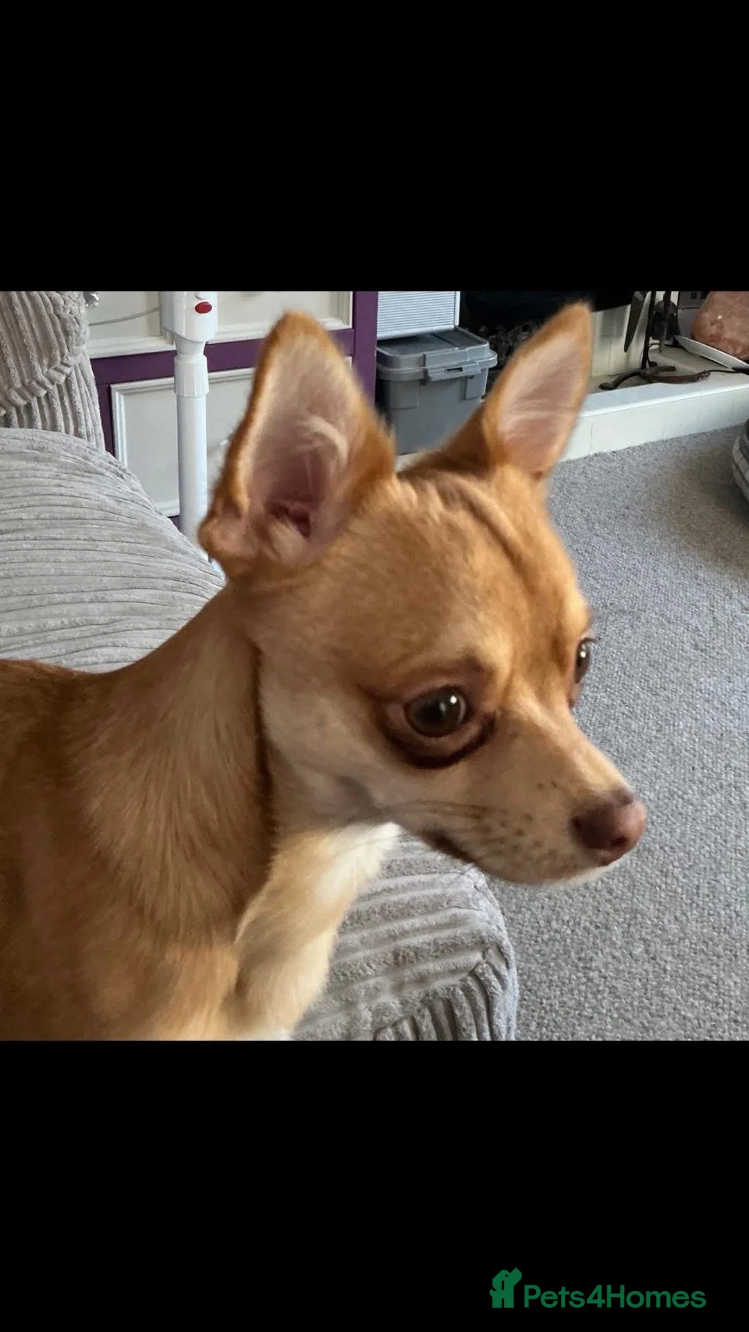 Chihuahua dogs for stud: For stud only in Liskeard - Advert 2