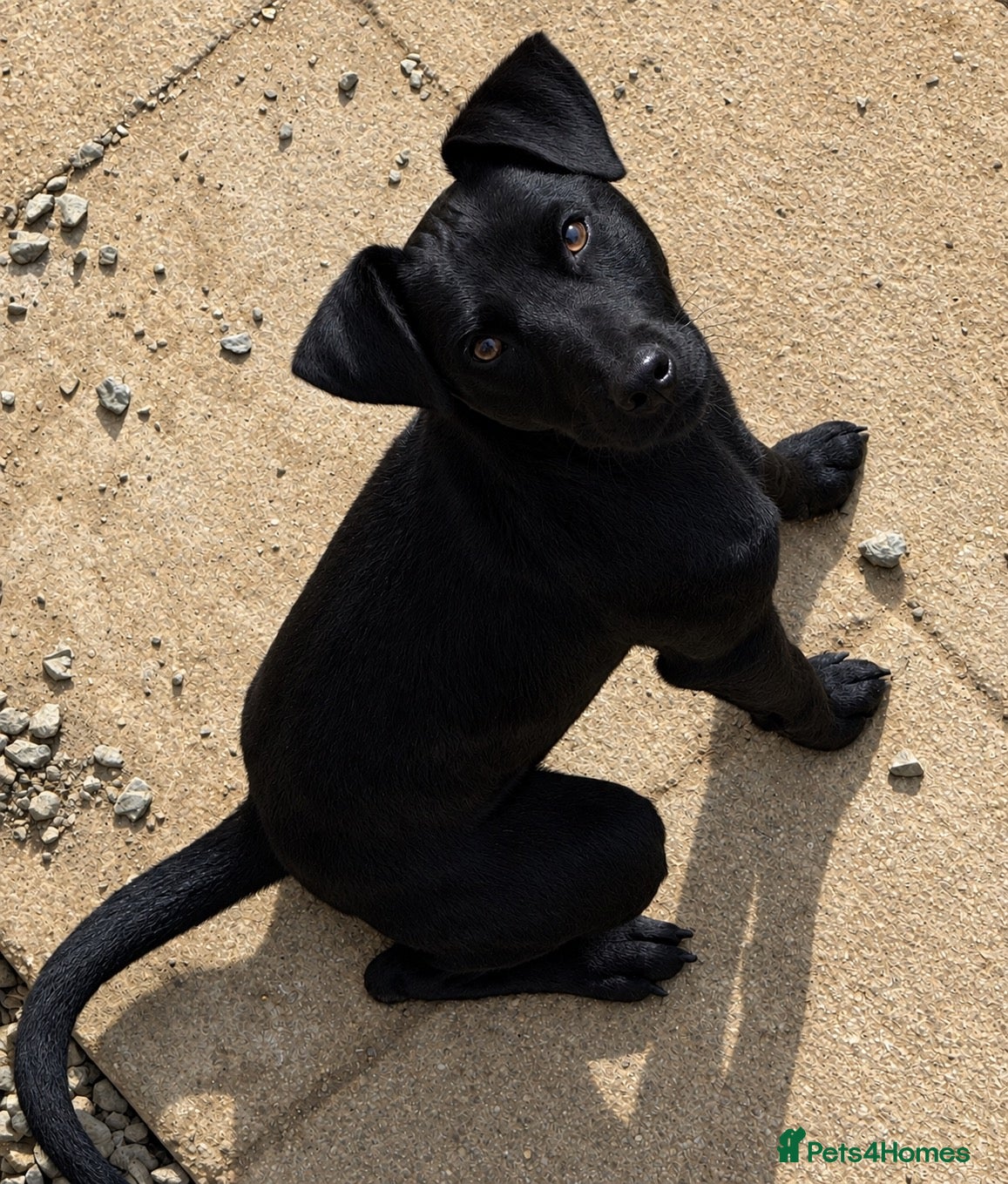 Patterdale Terrier dogs Cody the Patterdale Terrier  - Advert 1