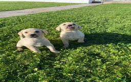 Labrador Retriever dogs for sale: Labrador retriever - Image 12