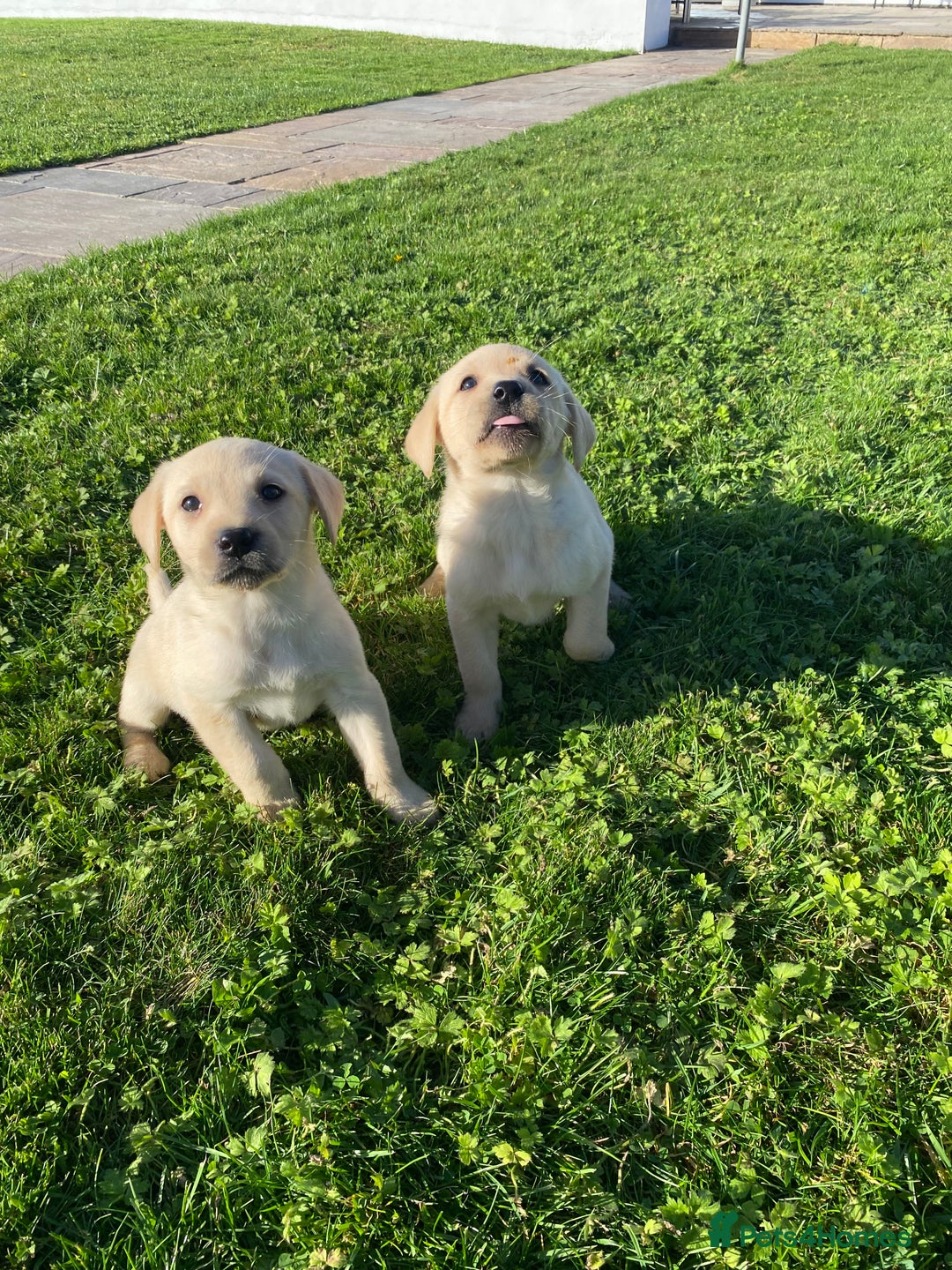 Labrador Retriever dogs for sale: Labrador retriever - Image 12