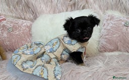 Chihuahua dogs for stud: Merle Chihuahua Stud - Image 6