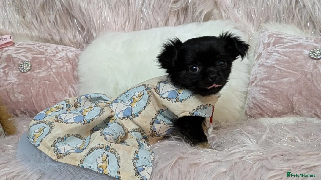 Chihuahua dogs for stud: Merle Chihuahua Stud - Advert 6