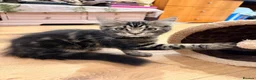 Mixed Breed cats for sale: Two fluffy mixed breed tabbies ready now - Advert 6