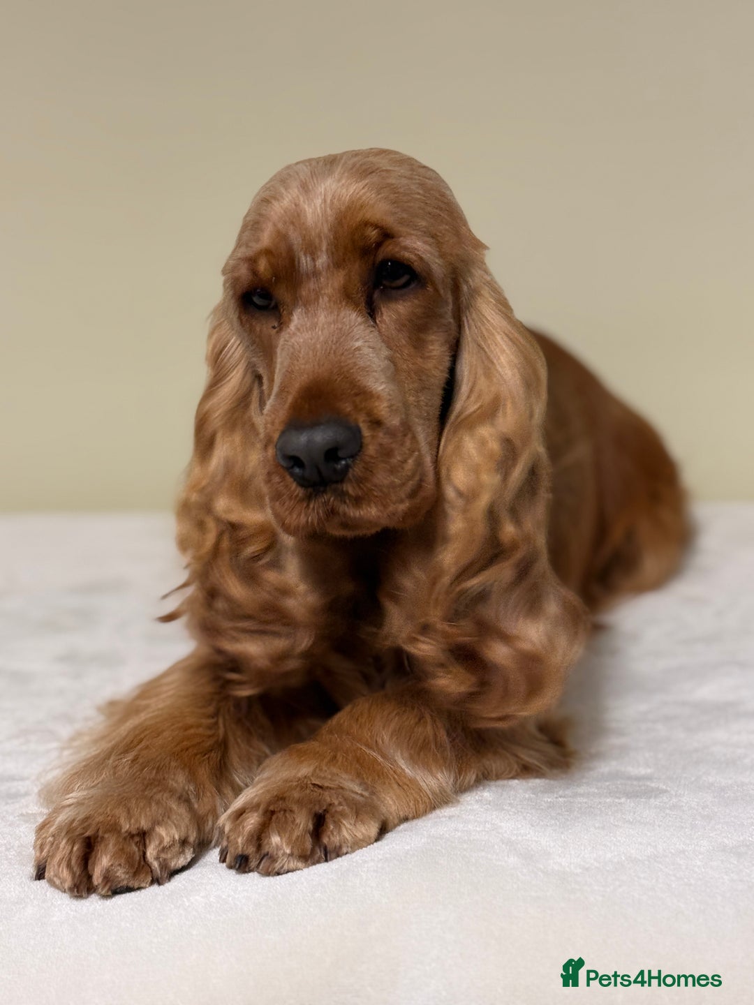 Cocker Spaniel dogs for sale: THE Adorable Chaka Khan - Advert 2