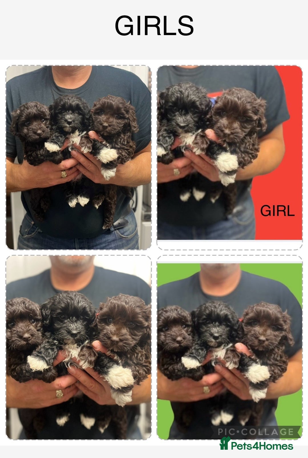 Toy Poodle dogs for stud: K.C Chocolate ToyPoodle at Stud in Coventry - Advert 32