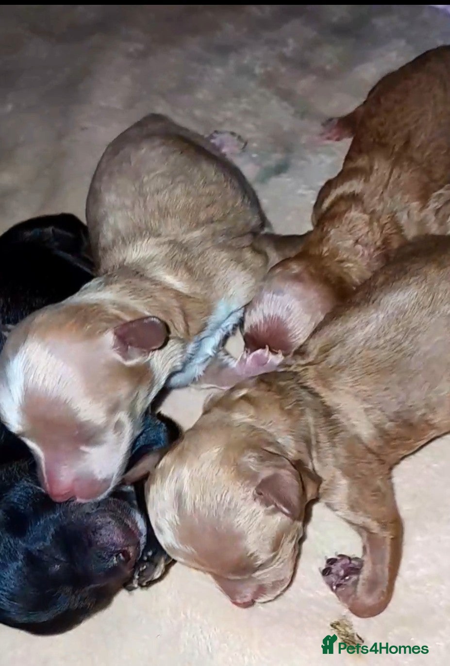 Maltipoo dogs Luxury Asian brown, tanned Toy Maltipoo Puppies❤️ - Advert 11