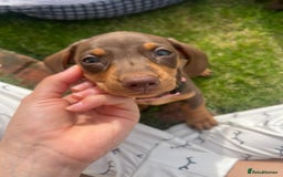 Miniature Dachshund dogs for sale: Miniature Dachshund puppy’s  - Image 2