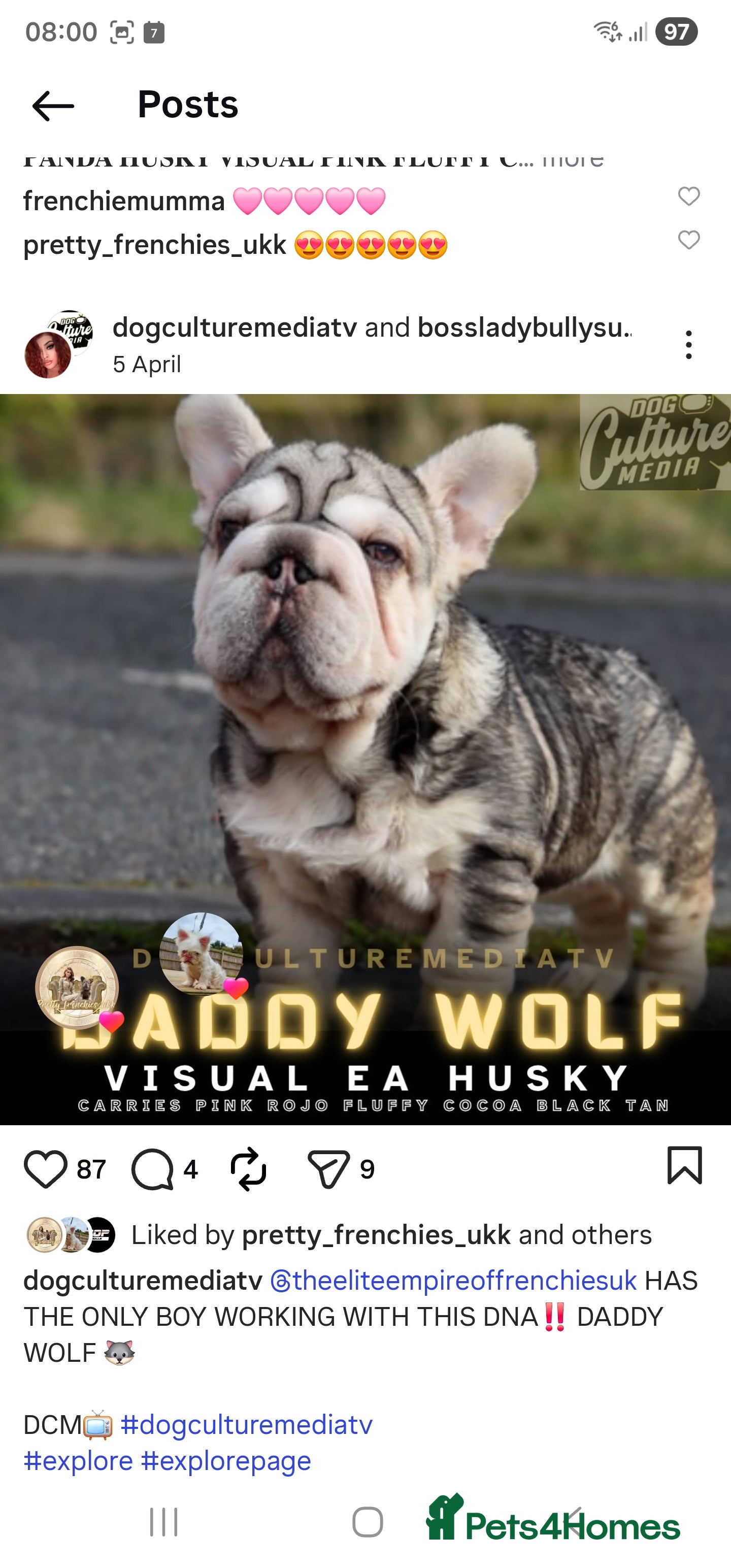 French Bulldog dogs Teddy Bear Floodle +Full Visual Fluffies  - Advert 3