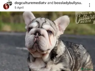 French Bulldog dogs Teddy Bear Floodle +Full Visual Fluffies - Advert 3