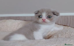 Scottish Fold cats for sale: Stunning Scottish fold kittens - Image 4
