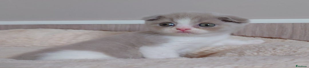 Scottish Fold Kitten 1