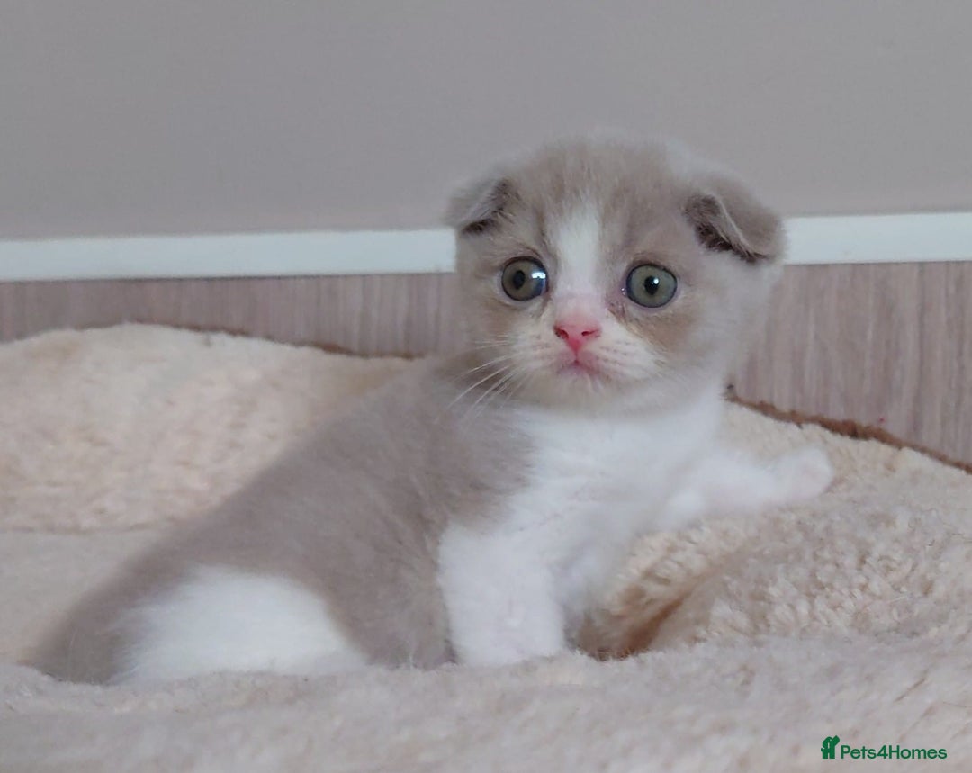 Scottish Fold cats for sale: Stunning Scottish fold kittens - Image 4