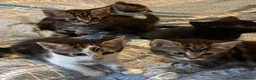 Mixed Breed cats for sale: Beautiful tabby tabby/white kittens in Lydney - Advert 8