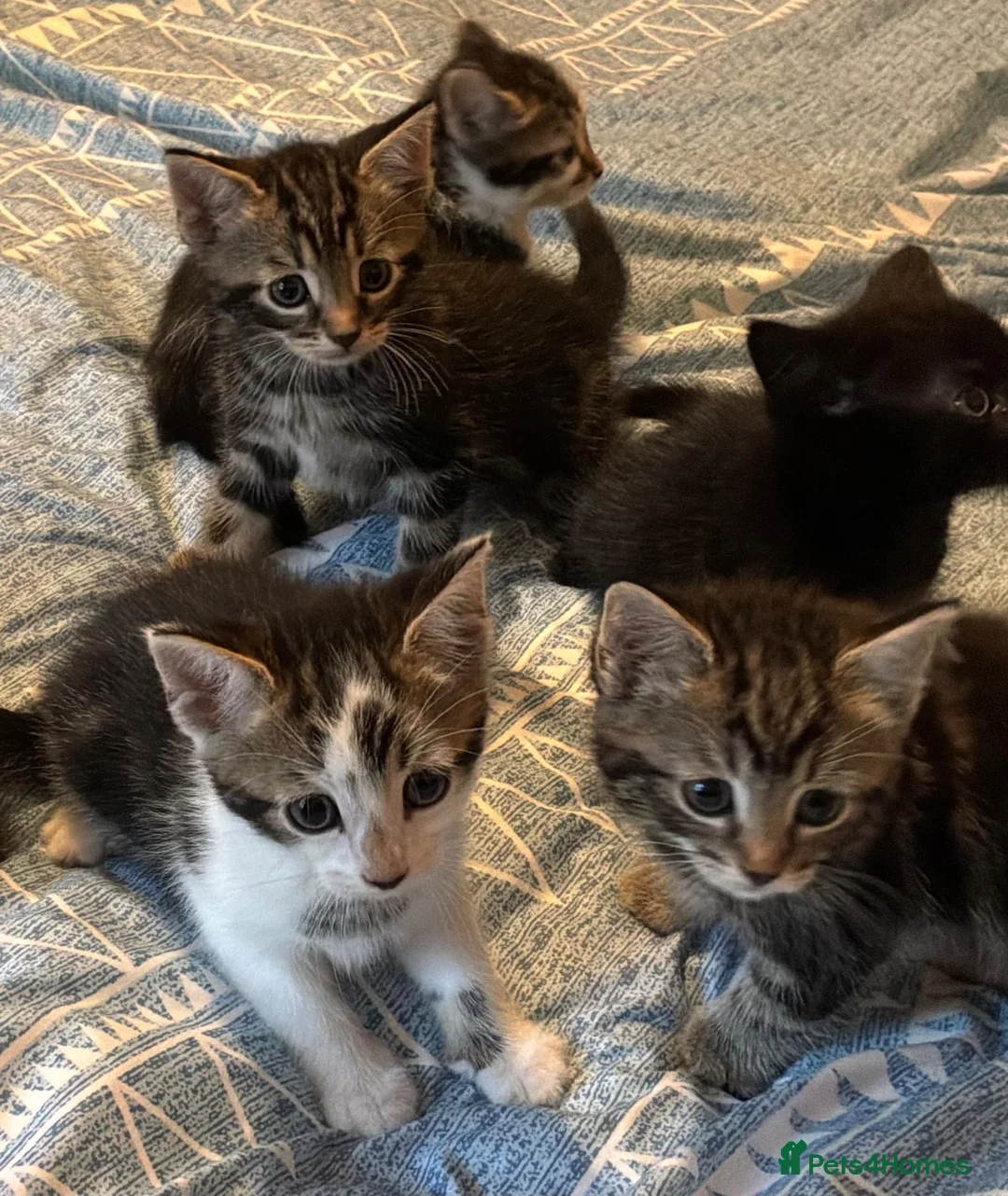 Mixed Breed cats for sale: Beautiful tabby tabby/white kittens in Lydney - Advert 8