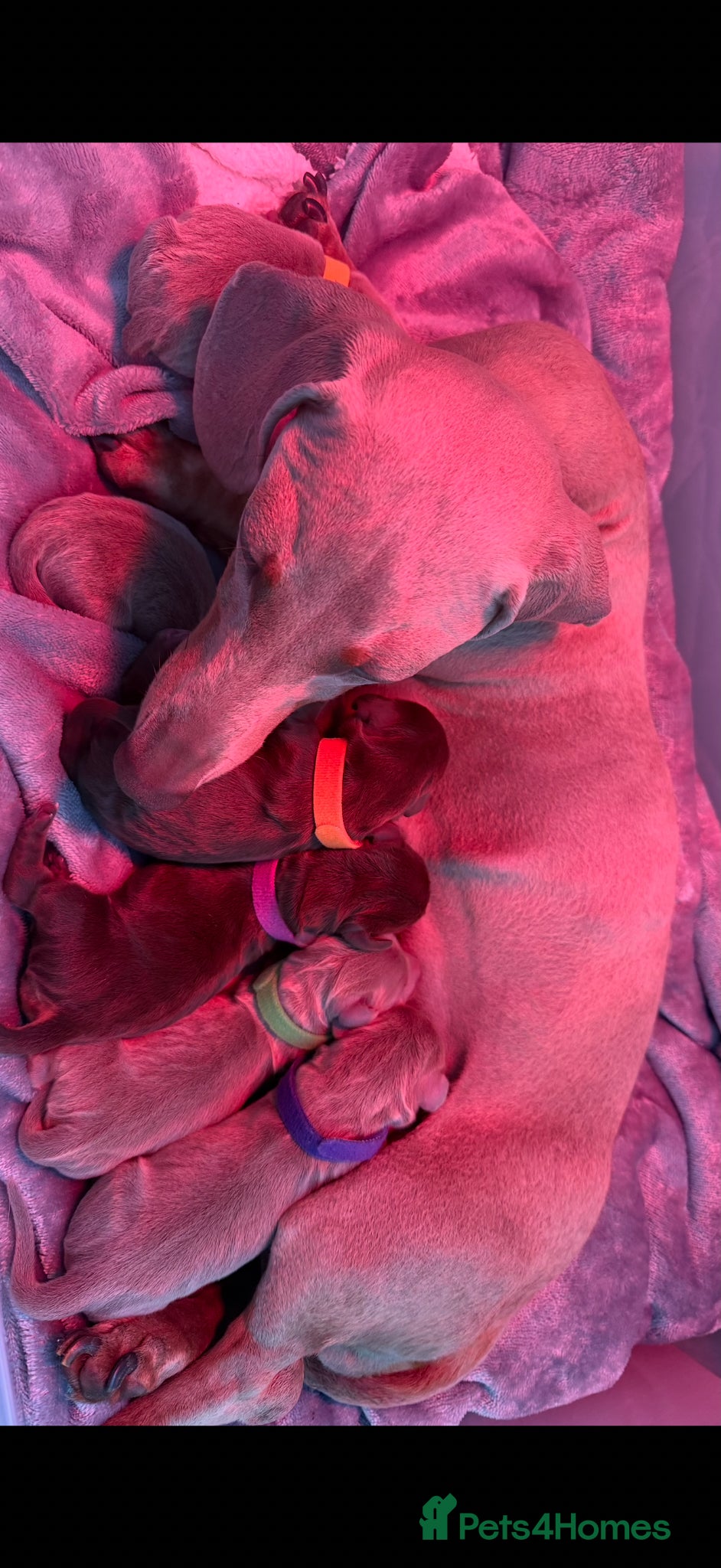Miniature Dachshund dogs for sale: 🐾 Miniature Dachshund Puppies For Sale 🐾  - Advert 2