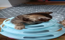 Bengal cats for sale: Bengal girl kitten  - Image 4