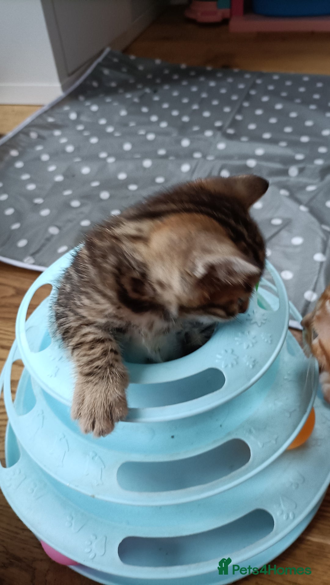 Bengal cats for sale: Bengal girl kitten  - Image 4