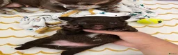 Chihuahua dogs for sale: Beautiful chocolate long-coat boy 🍎  - Advert 7