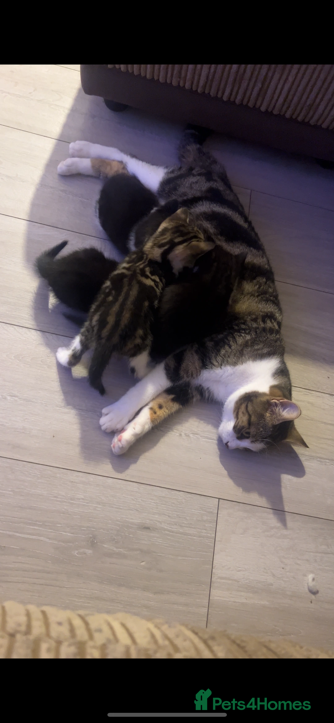 Domestic Shorthair cats for sale: Only 2 left - beautiful cuddly litter of 4  - Image 10