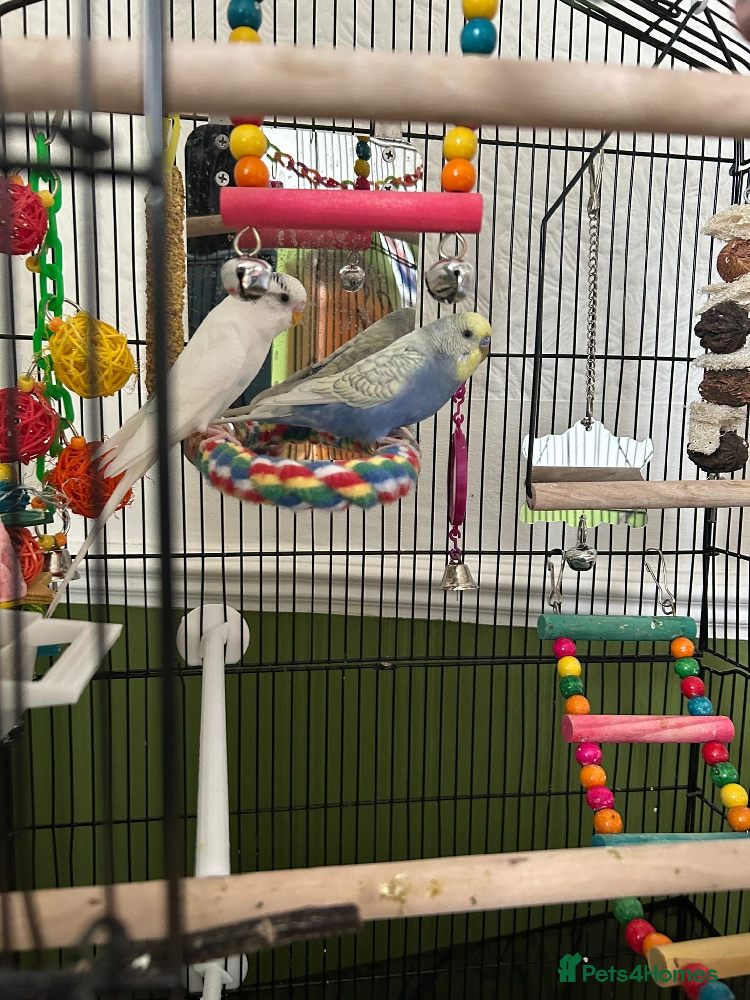 Budgerigars birds 2 Male Budgies — Full Starter Bundle Included - Advert 1