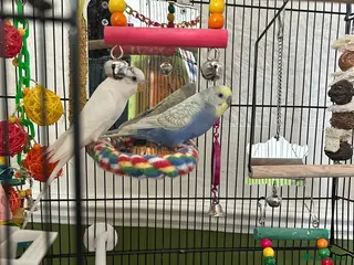 Budgerigars birds 2 Male Budgies — Full Starter Bundle Included - Advert 1