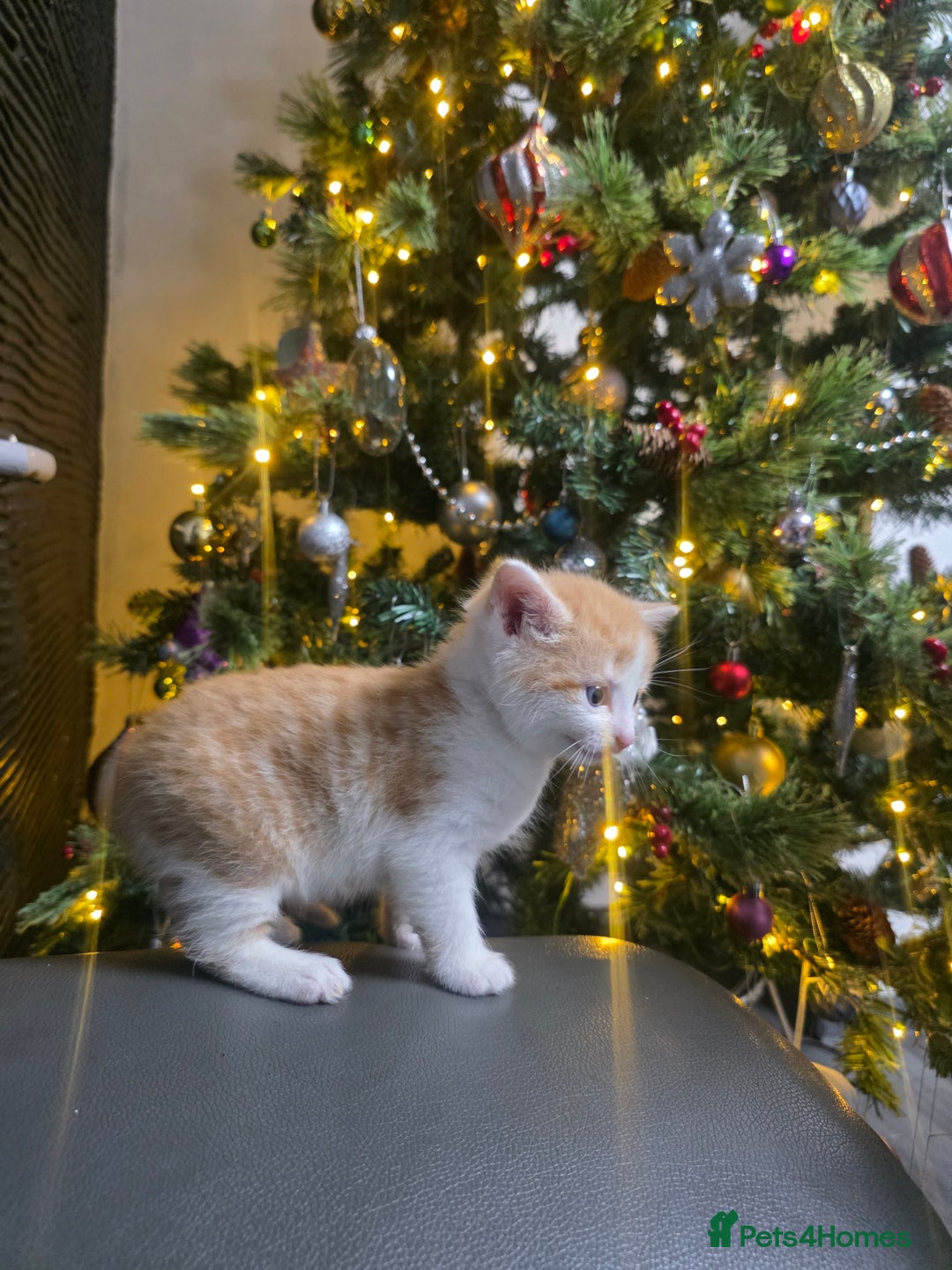 Mixed Breed cats for sale: Beautifull Kittens ready to go  - Advert 9