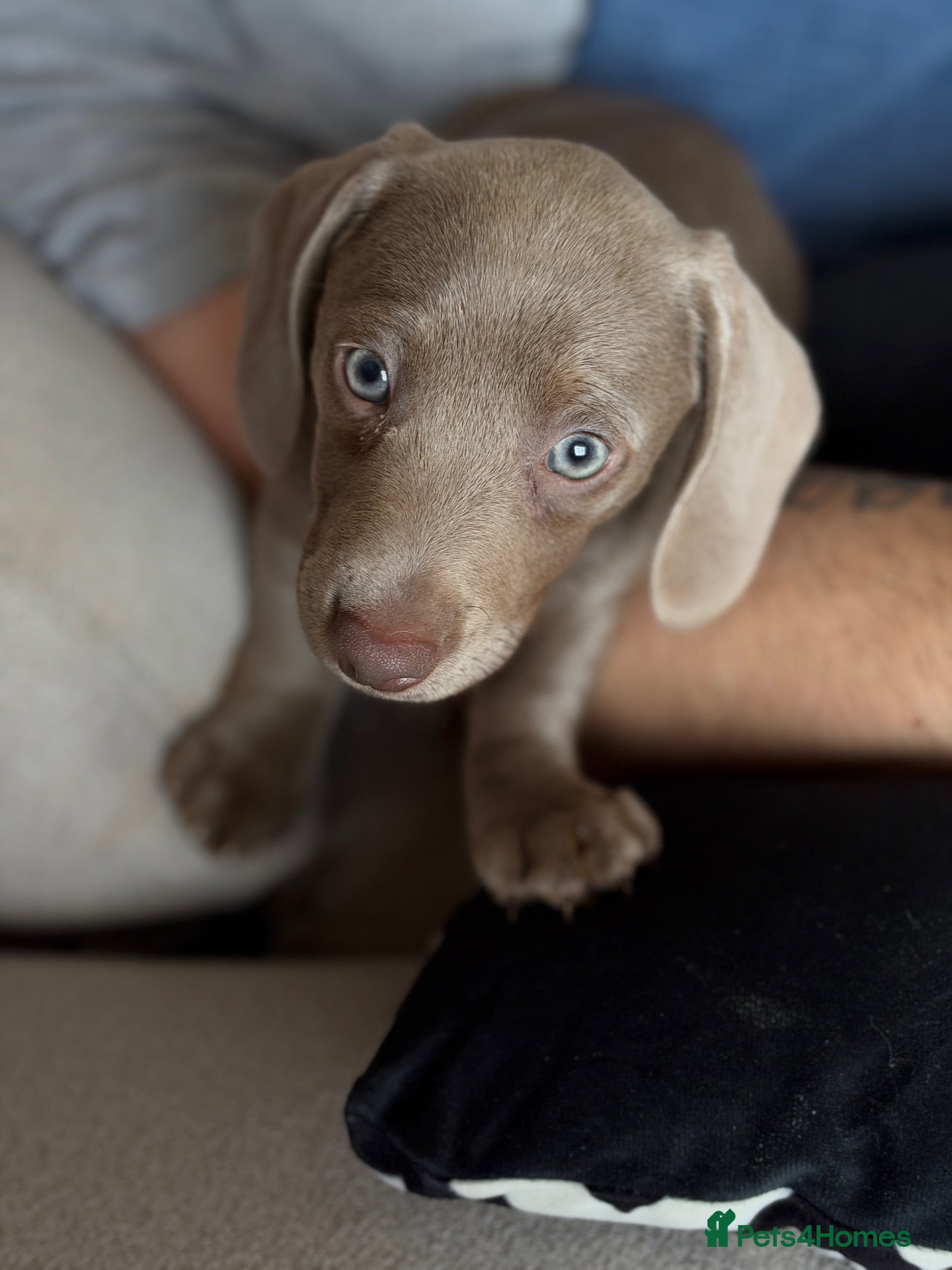 Miniature Dachshund dogs Miniature d - Advert 1