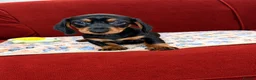 Dachshund dogs for sale: Dachshund pups!! in Leigh - Advert 3