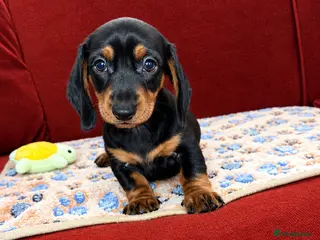 Dachshund dogs Last 3 dachshund pups Ready to Leave!! - Advert 1