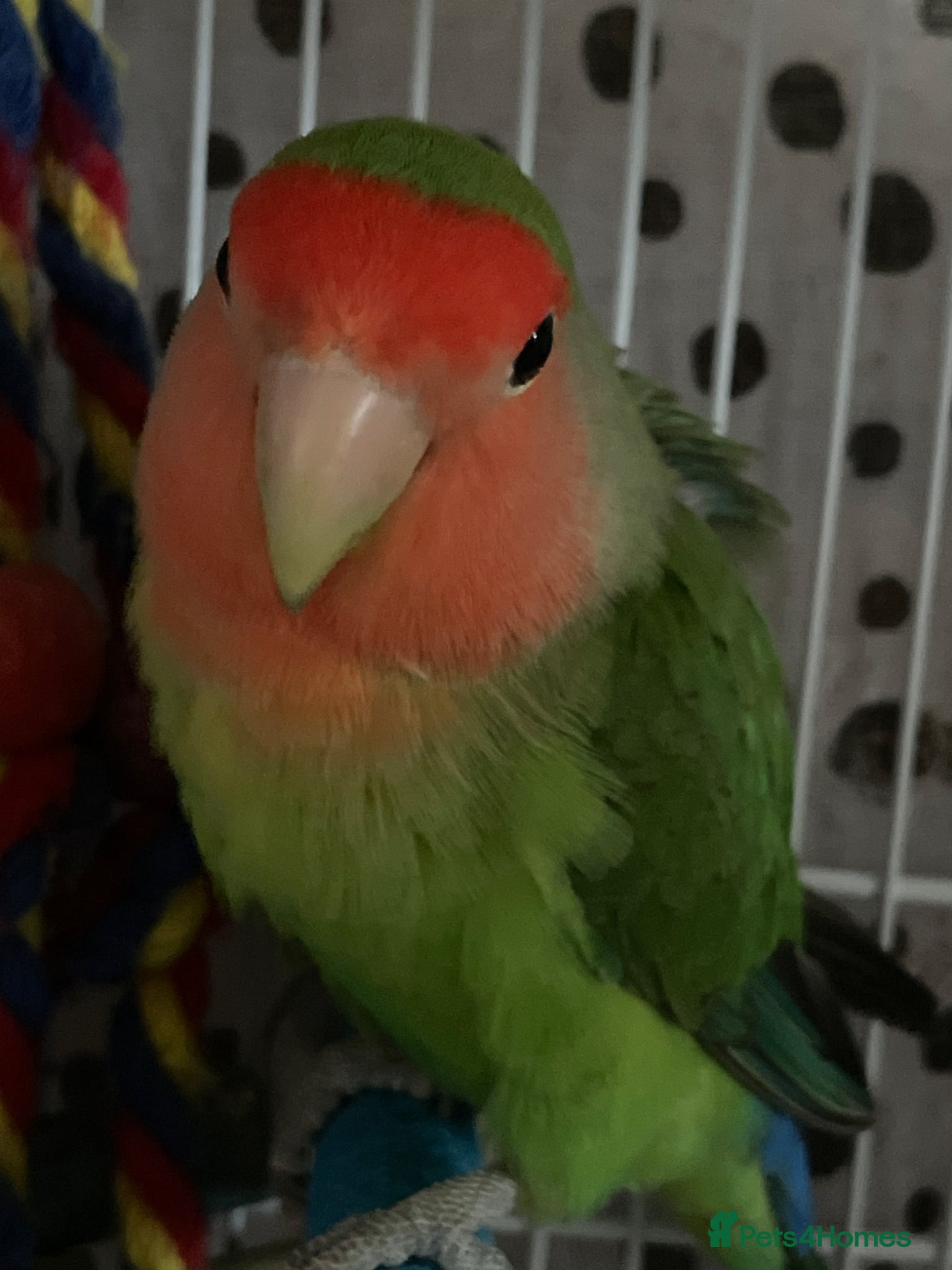 Lovebirds birds Beautiful baby lovebird male  - Advert 18