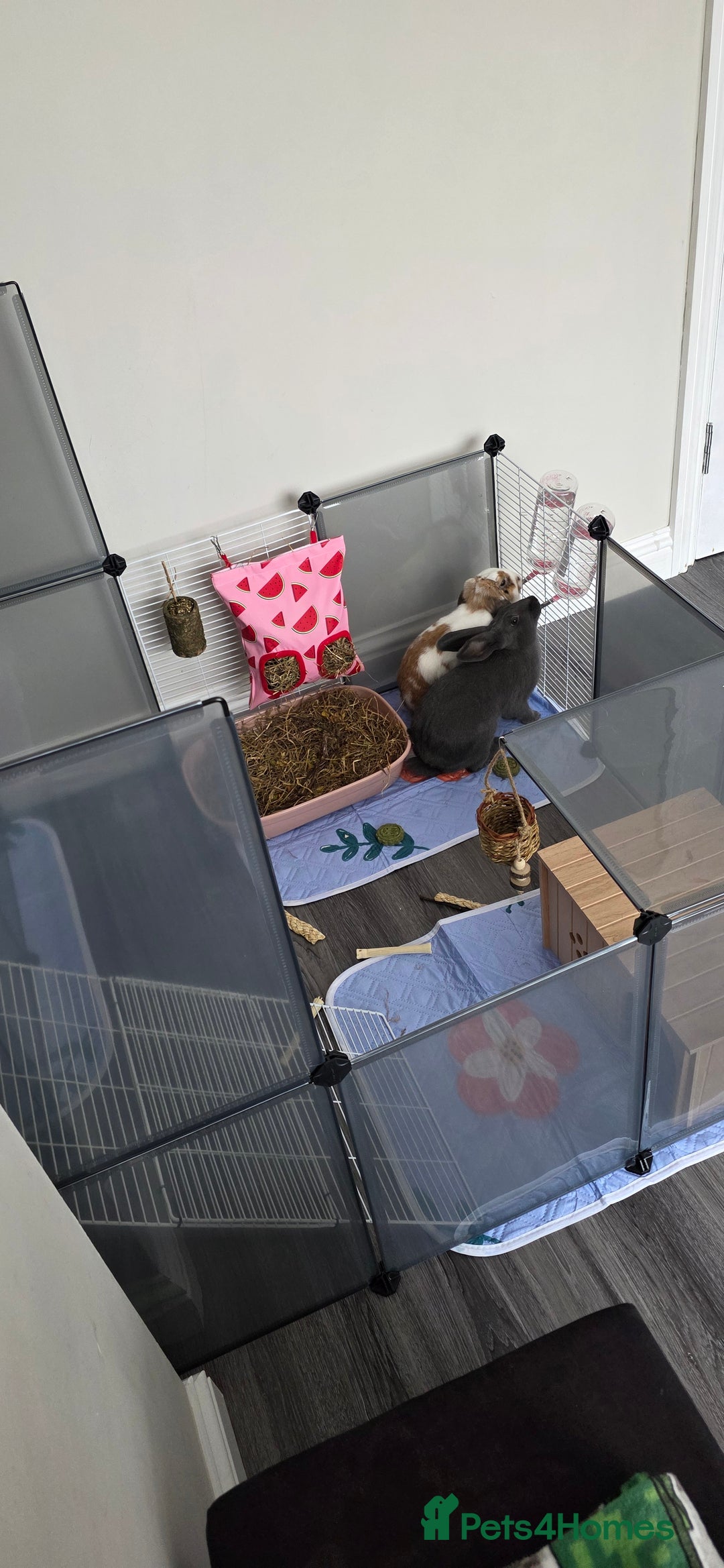 Rex rabbits for sale: 2 female rabbits - Image 8