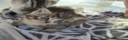 British Shorthair cats for sale: Fluffy Tigers (Last Two) - Advert 31